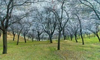 Cherry Blossom Pakistan